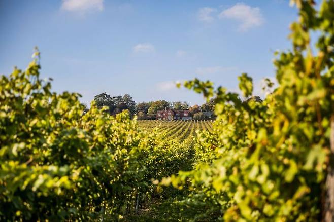 '햄블던 빈야드(Hambledon Vineyard)' 포도밭 전경.