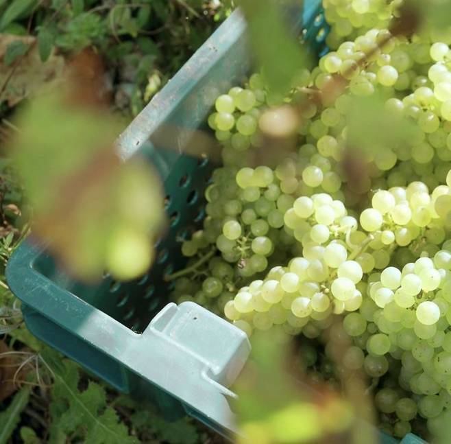 '햄블던 빈야드(Hambledon Vineyard)'의 샤르도네(Chardonnay).