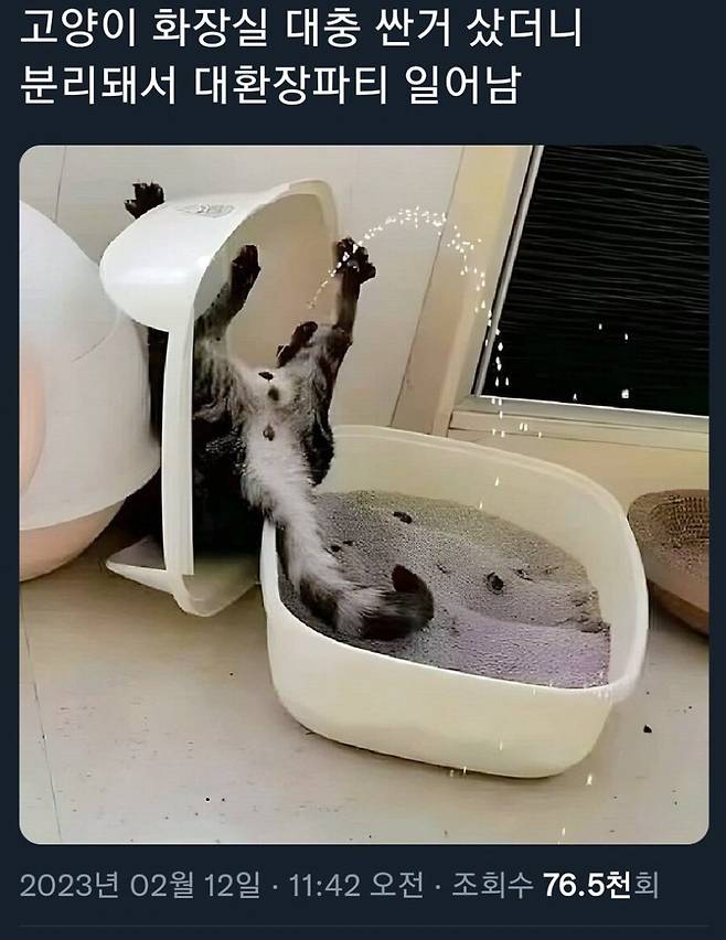 c62b6a52d661791afad79f656ba1aa77.webp.ren.jpg 저가형 고양이 화장실 대참사...jpg