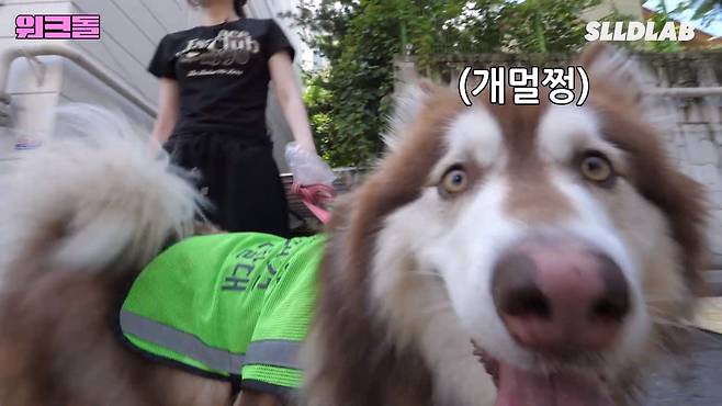 QoWFtH 대형견 목욕알바 했다가 미친 시급에 깜짝 놀란 알바생 근황 ㄷㄷㄷ..JPG 대형견 목욕알바 했다가 미친 시급에 깜짝 놀란 알바생 ㄷㄷㄷ..JPG