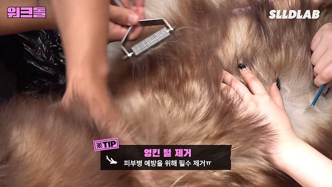 RKrKDl 대형견 목욕알바 했다가 미친 시급에 깜짝 놀란 알바생 근황 ㄷㄷㄷ..JPG 대형견 목욕알바 했다가 미친 시급에 깜짝 놀란 알바생 ㄷㄷㄷ..JPG