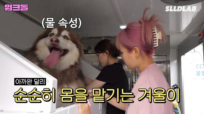 vSfwgF 대형견 목욕알바 했다가 미친 시급에 깜짝 놀란 알바생 근황 ㄷㄷㄷ..JPG 대형견 목욕알바 했다가 미친 시급에 깜짝 놀란 알바생 ㄷㄷㄷ..JPG