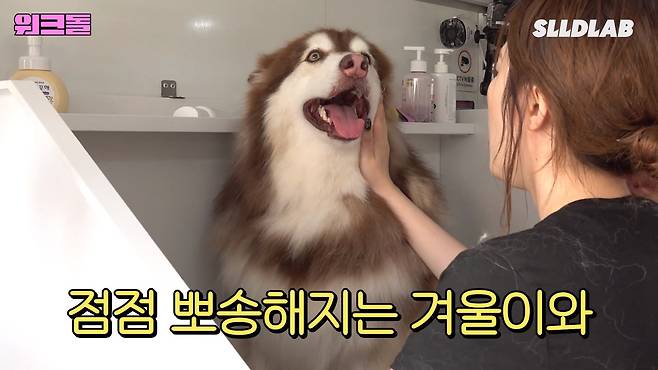 nFGRNT 대형견 목욕알바 했다가 미친 시급에 깜짝 놀란 알바생 근황 ㄷㄷㄷ..JPG 대형견 목욕알바 했다가 미친 시급에 깜짝 놀란 알바생 ㄷㄷㄷ..JPG