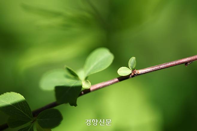 백사실 계곡 신록. 정지윤 기자