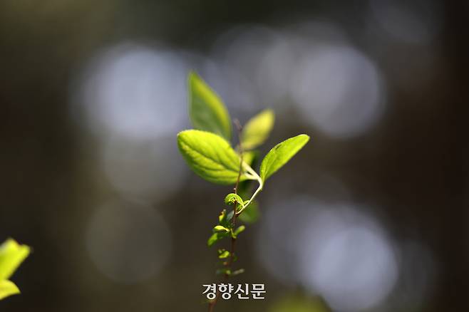 백사실 계곡 신록. 정지윤 기자