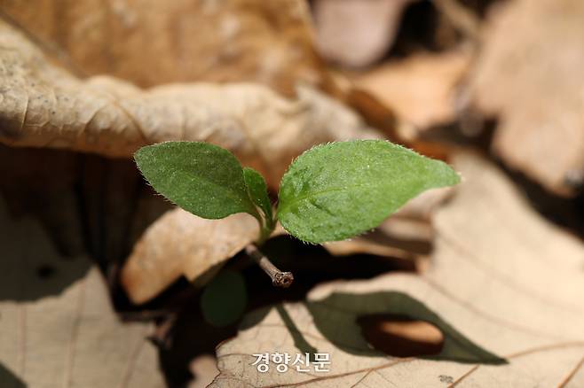 백사실 계곡 신록. 정지윤 기자