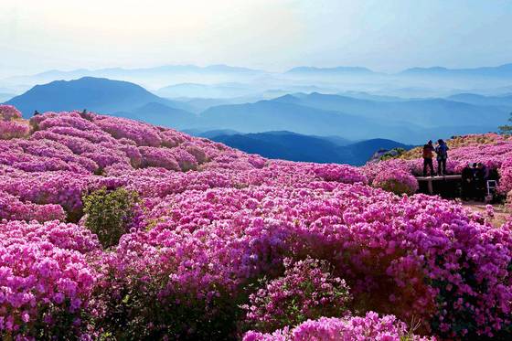 Royal azaleas bloom on Mount Hwangmae in Sancheong, South Gyeongsang, on April 14. [JOONGANG ILBO]