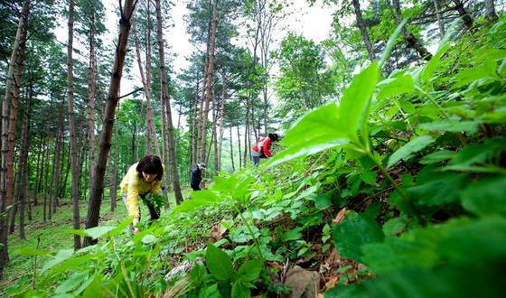 Yeongyang County in North Gyeongsang holds a wild green festival featuring local seasonal produce. [JOONGANG ILBO]