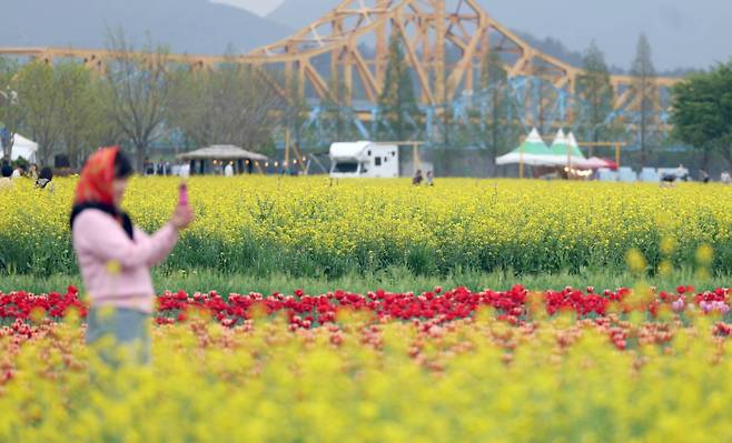 경남 창녕군 남지읍 창녕 낙동강 유채단지에서 상춘객이 봄기운을 만끽하고 있다. 연합뉴스&nbsp;