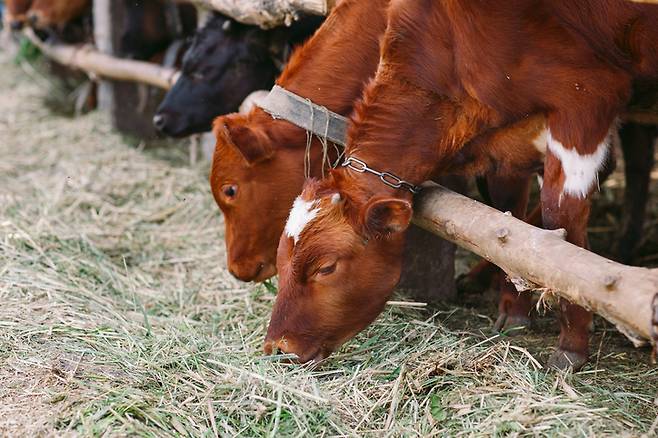 사진=게티이미지뱅크