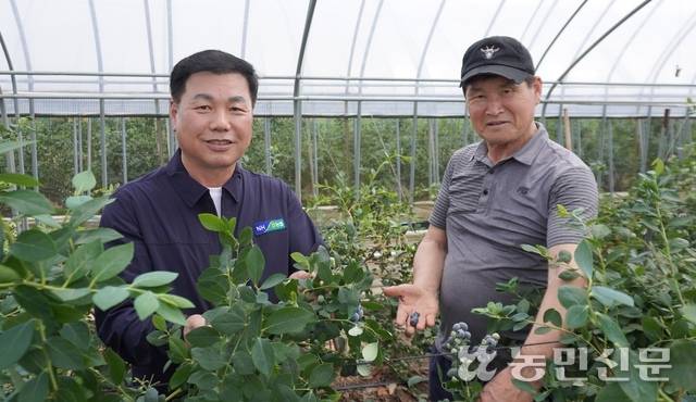 김호순 전북 서익산농협 조합장(왼쪽)이 공동선별출하회 회원 이영노씨와 함께 웅포 블루베리를 소개하고 있다.