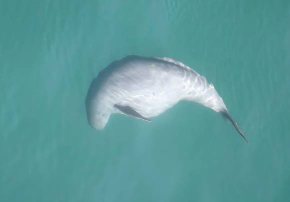 작년 1월부터 올해 4월까지 한려해상국립공원 근처 바다에서 포착된 만삭의 상괭이. 2025.5.1 국립공원공단 제공