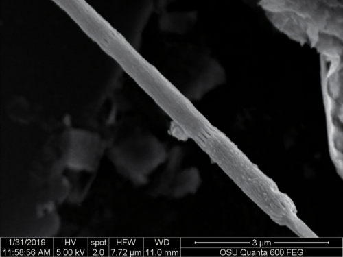 미국 오리건주립대학 연구팀은 전선처럼 생긴 케이블 박테리아를 발견해 카 일렉트로스릭스 야코넨시스(Ca. Electrothrix yaqonensis)라고 명명했다. 사진은 이 박테리아를 전자 현미경으로 확대한 모습. 출처=챙 리 박사 연구팀