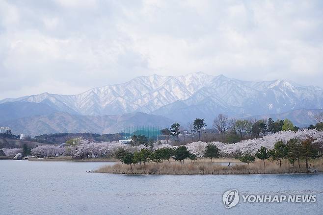 지난달 14일 벚꽃이 핀 강원 속초시 영랑호와 눈 쌓인 설악산의 모습. [속초시 제공. 재판매 및 DB 금지]