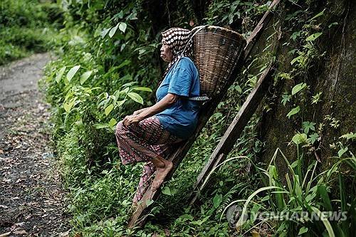 인도네시아서 정향 재배하는 농부 [AFP=연합뉴스. 재판매 및 DB 금지]