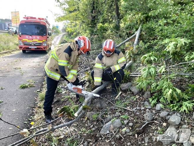 3일 오전 8시34분쯤 제주시 노형동의 한 도로에서 가로수가 강풍에 쓰러져 신고를 받고 출동한 소방대원들이 안전조치를 하고 있다.(제주도소방안전본부 제공, 재판매 및 DB 금지)
