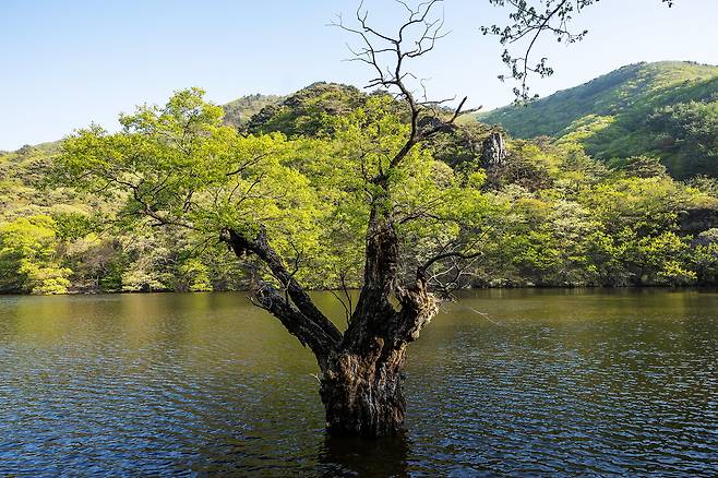 청송 주왕산국립공원의 대표 명소인 '주산지'도 고요한 분위기다. / 양수열 영상미디어 기자