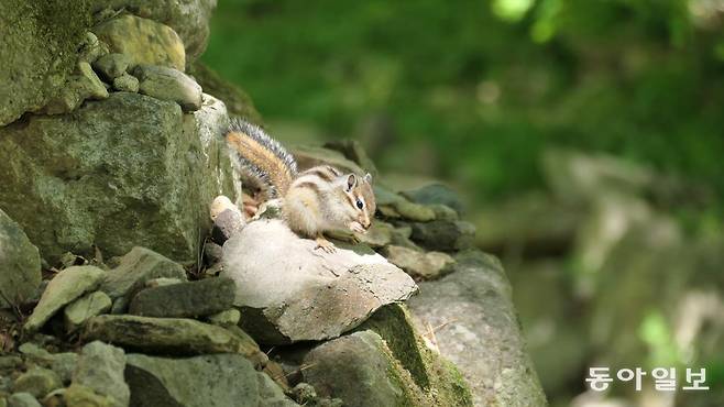 강천산 길에서 만난 다람쥐. 사람을 피하다니 무슨 말씀.