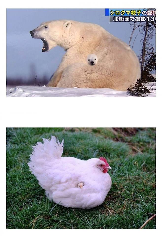 엄마 품에 갇힌 동물아기들