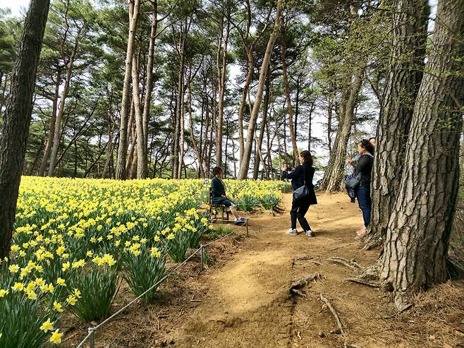 유기방 가옥 수선화,