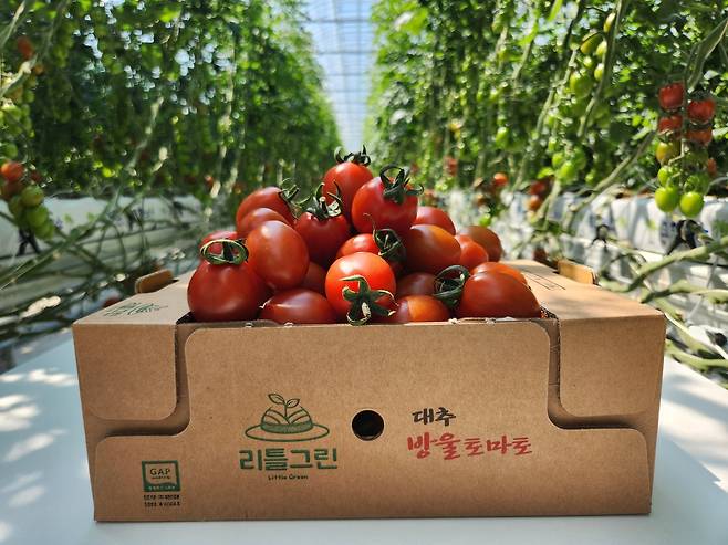 리틀그린 생산 대추 방울토마토 [이종혁 씨 제공. 재판매 및 DB 금지]