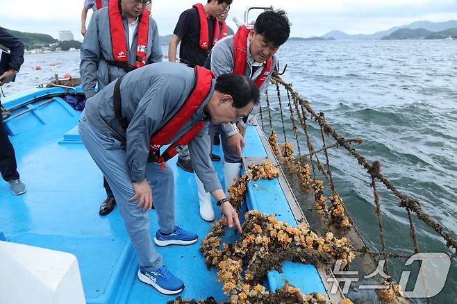 노동진 수협중앙회장이 경남 통영시 연안에 설치된 멍게·어류 양식장을 찾아 고수온으로 인한 멍게 양식장 피해 상황을 살펴보고 있다. (수협중앙회 제공. 재판매 및 DB 금지.)