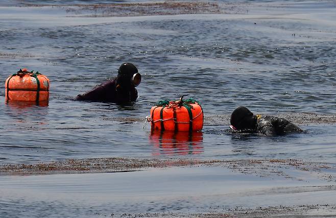 해녀들이 해산물을 채취하는 모습. /뉴스1