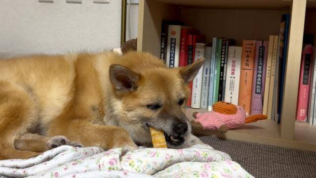 지난달 9일, 반려견 '오층이'가 자신의 집에서 간식을 먹고 있다. 오층이가 먹는 간식에는 노화되면서 생긴 질병에 맞게 처방된 약이 포함돼 있다. 동그람이 정진욱