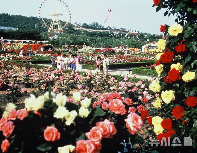 [서울=뉴시스] 1987년 에버랜드 장미축제 현장 모습. (사진= 삼성물산 리조트부문 제공) photo@newsis.com