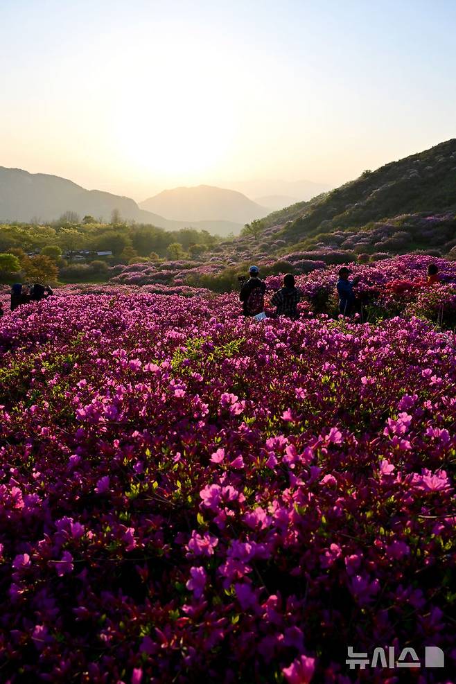[합천=뉴시스] 차용현 기자 = 4일 오전 경남 합천군 황매산 정상에 화려한 철쭉이 꽃망울을 터뜨려 장관을 이루고 있다. 매년 5월이면 만개하는 황매산 철쭉은 전국 최대 규모로 올해도 어김없이 봄의 절정을 알리며 수많은 상춘객을 유혹하고 있다. 2025.05.04. con@newsis.com