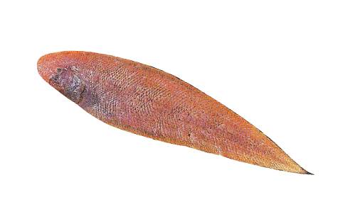 여수 앞바다를 비롯한 남해안 전역에서 주로 잡히는 참서대. 게티이미지뱅크, 국립수산과학원 e-연구바다 누리집 캡처