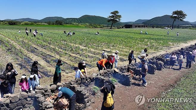 보롬왓 '파릇파릇 대파축제' (서귀포=연합뉴스) 박지호 기자 = 4일 오전 제주 서귀포시 표선읍 성읍리 보롬왓 농장에서 열린 '파릇파릇 대파축제'에서 입장객들이 직접 수확한 대파를 장작불에 구워 먹고 있다. 2025.5.4 jihopark@yna.co.kr