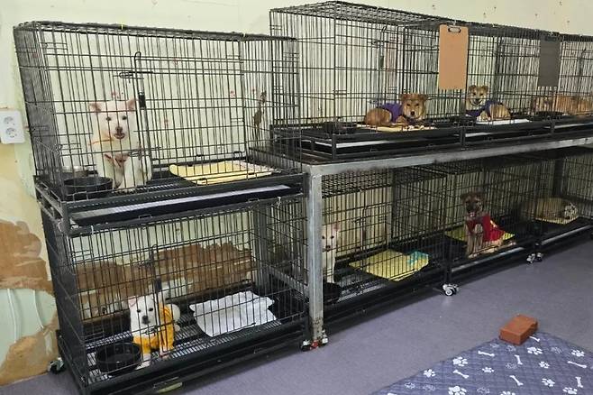 경남 밀양시 동물보호소에서 입양을 기다리는 강아지들(인스타그램 @hye5524__ 제공) ⓒ 뉴스1