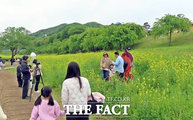 석장리 박물관에 유채꽃단지가 관광객들에게 포토 명소가 되고 있다. /김형중 기자