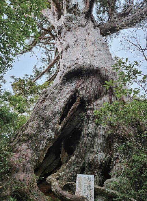 수령 3000년으로 추정되는 반다이스기/ 최인한