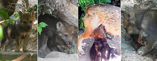 대전 오월드는 지난 2008년 러시아에서 도입해 한국늑대 종복원에 나선 늑대 중 한마리가 낳은 6마리의 새끼를 7일 공개했다. 사람들을 경계해 굴속에서 주로 생활하는 새끼 형제들의 재롱과 어미의 젖을 먹는 모습 등을 카메라에 담았다. 2010.06.08. 대전일보DB