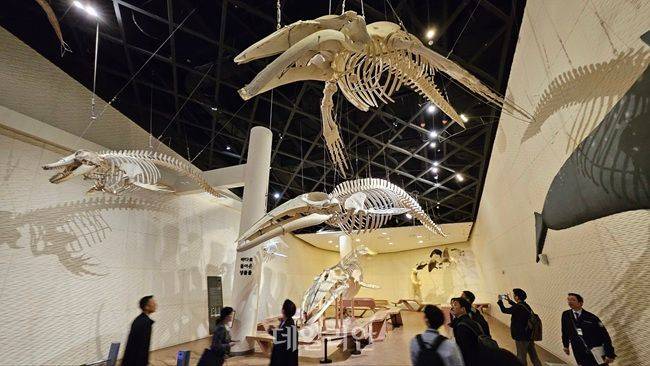 국립해양생물자원관 씨규리움 내 고래 전시관 모습. ⓒ데일리안 장정욱 기자