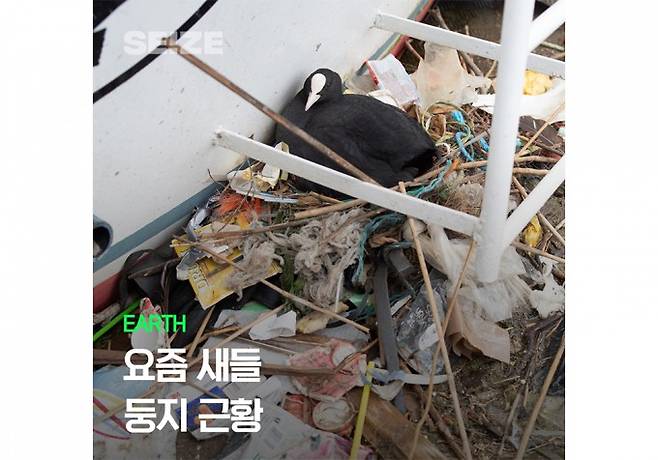 유라시안 물닭이 만든 둥지에서 나온 플라스틱 쓰레기들. 차례로 1994년 FIFA 월드컵 광고 포장지, 1996년 맥도날드 햄버거 포장지다. 네덜란드 내추럴리스 생물다양성센터 연구팀 제공