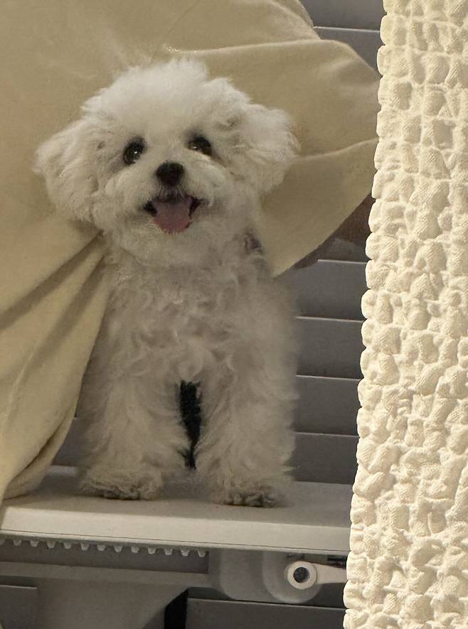 IMG_2295.jpeg 오늘도 해피해피한 우리 강아지