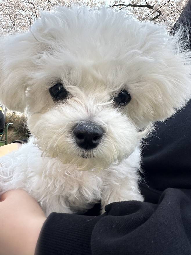 IMG_2218.jpeg 오늘도 해피해피한 우리 강아지