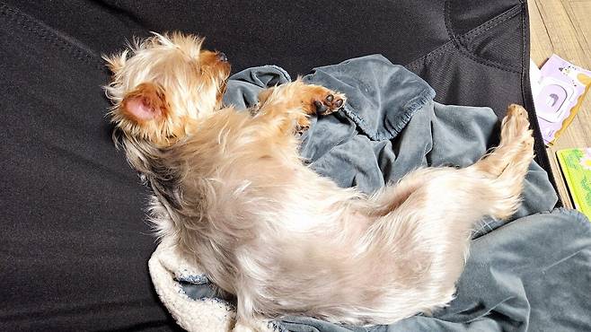 20250504_222151.jpg 저녁 아들 연습경기라 와이프 생일 기념 피자 치킨 배달ㅋㅋㅋ