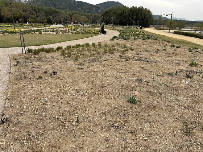 올해 4월 말 울산 태화강 국가정원에 조성된 피트 아우돌프의 '자연주의 정원' 곳곳에 맨땅이 드러나 있다. 지난해 여름 폭염이 4개월 가까이 이어지면서 자연주의 정원 내 화초류의 뿌리가 고사한 것으로 추정되고 있다. 이곳의 화초류는 대부분 원산지가 외국이다. 우리나라 기후에 적합한 새로운 품종을 이식해야 한다는 목소리도 나오고 있다. 사진=최수상 기자