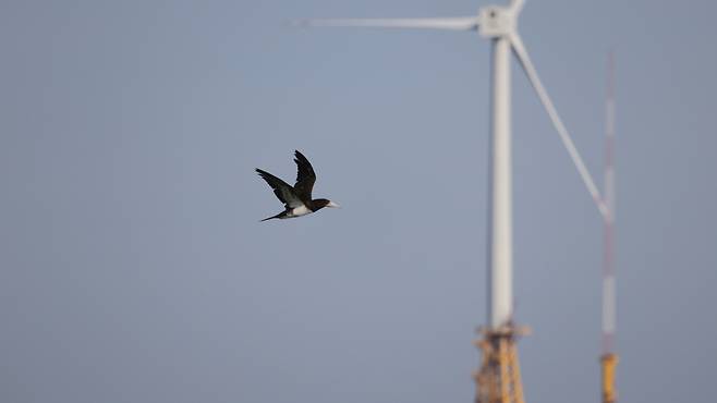 오늘(5일) 오전 제주도 구좌읍 상공에서 발견된 '갈색얼가니새' (사진, 다큐제주)