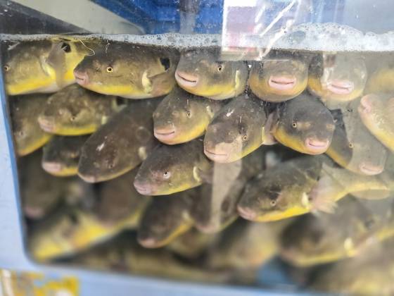 경기도 고양시 한강하구에서 잡힌 ‘황복’이 수조에 가득히 들어 있다. 사진 행주어촌계