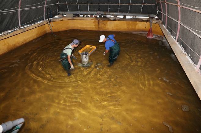 지난해 8월 고수온 피해가 발생한 경북 포항시 남구 구룡포 A 수산 육상양식장에서 근로자들이 폐사한 강도다리 치어를 수거하고 있다.  /사진=뉴스1.