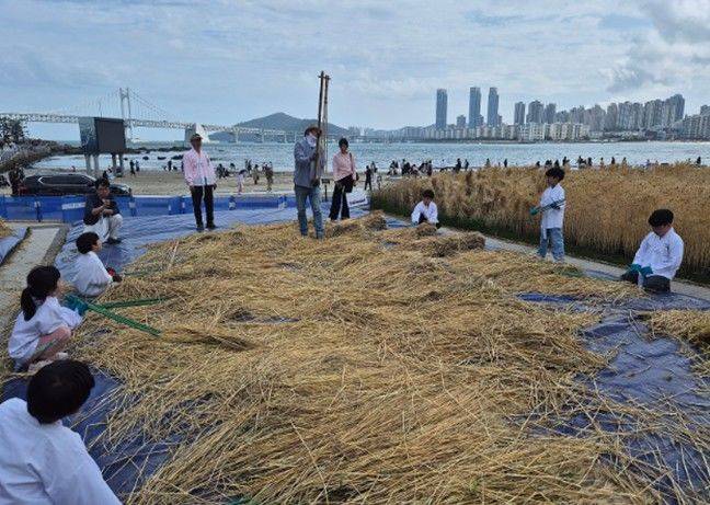 [부산=뉴시스] 부산 광안리 해변에 마련된 황금보리밭 (사진=부산 수영구 제공) 2025.05.05. photo@newsis.com *재판매 및 DB 금지