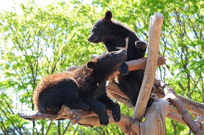 [세종=뉴시스] 베어트리파크에서 놀고 있는 곰. (사진=세종시 제공).2025.01.27photo@newsis.com *재판매 및 DB 금지