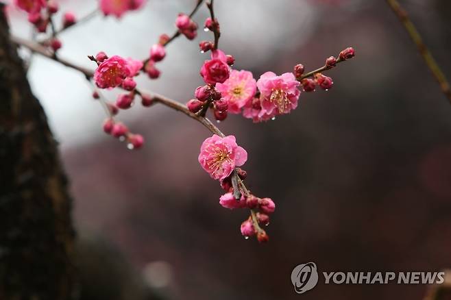 봄비 [연합뉴스 자료사진]