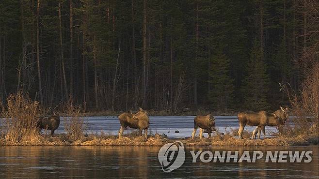 스웨덴 말코손바닥사슴떼 [SVT/AP=연합뉴스 자료사진]