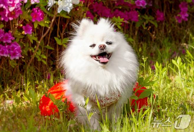 산책하는 포메라니안 강아지(사진 이미지투데이) ⓒ 뉴스1